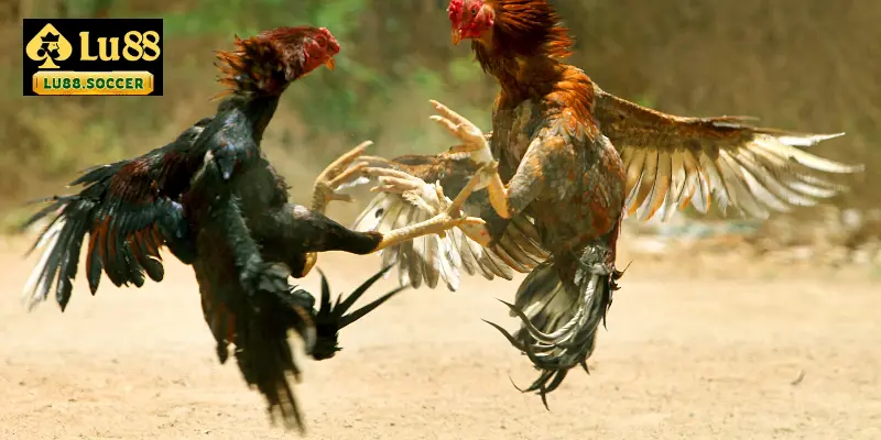 Vì sao đá gà LU88 trở thành lựa chọn hàng đầu của dân cá cược?