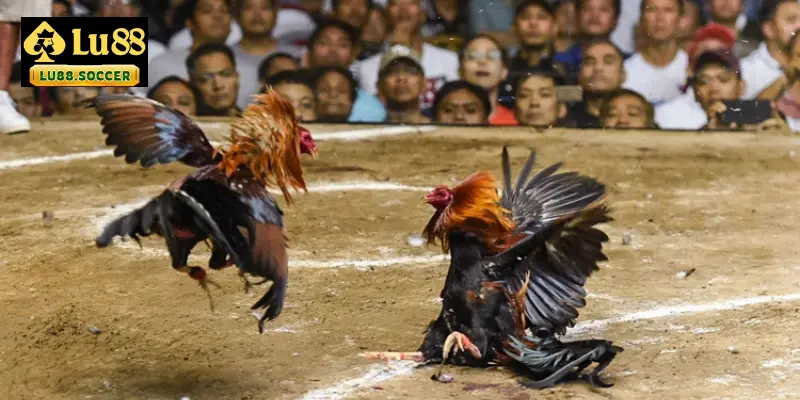 Hướng dẫn chi tiết cách tham gia cá cược đá gà LU88