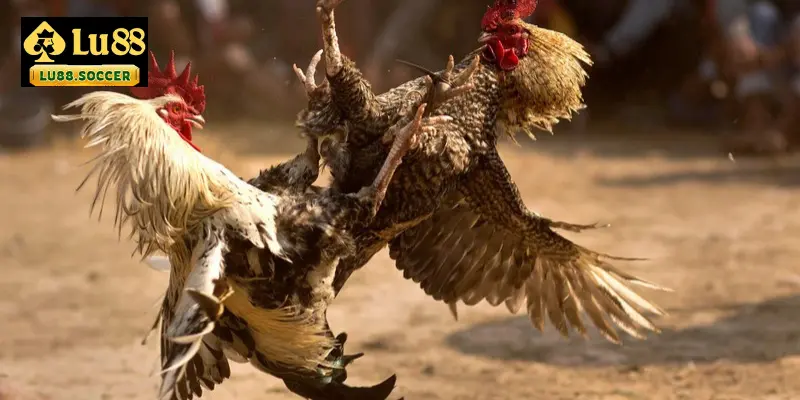 Đá gà LU88 có những lưu ý quan trọng khi cá cược để luôn thắng lớn