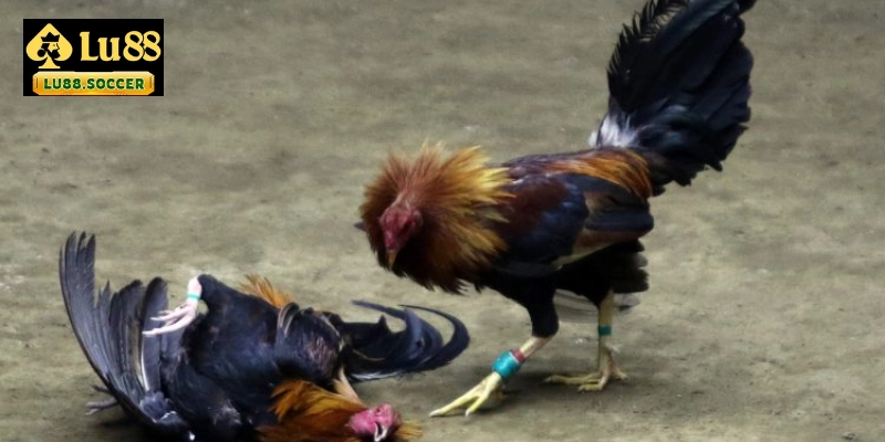Quy định về cá cược đá gà cựa sắt tại nhà cái LU88