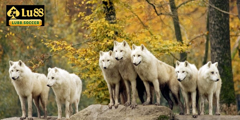 Ý nghĩa ẩn chứa trong giấc mơ thấy chó sói