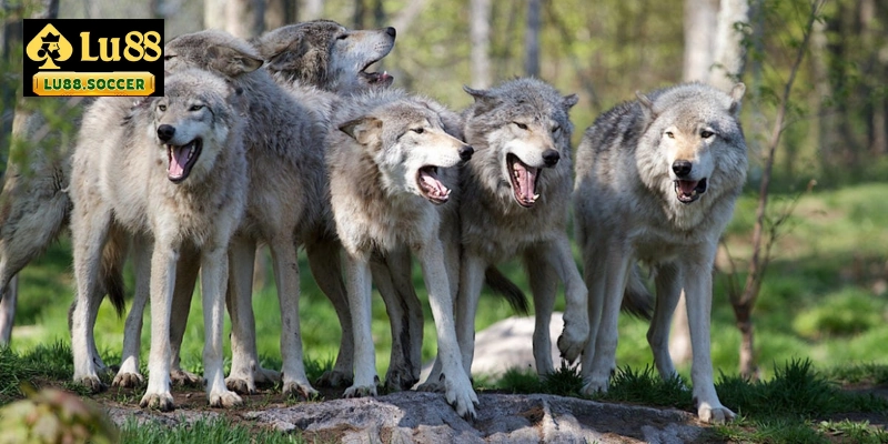 Mộng mị bị chó sói rượt đuổi