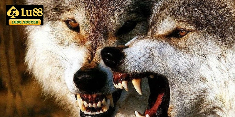 Nằm mơ thấy chó sói đánh con gì? 